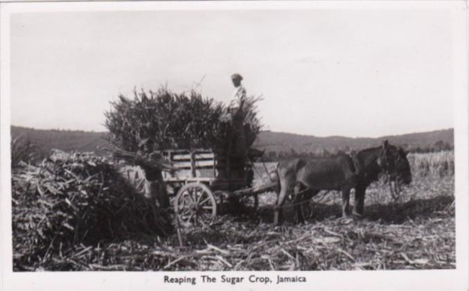 Jamaica Native With Donkey Cart Reaping The Sugar Crop Real Photo
