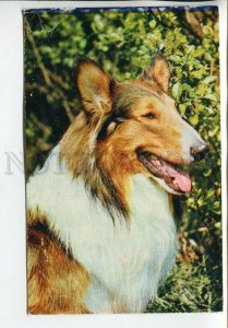 464615 USSR 1969 year dog scottish shepherd collie postcard