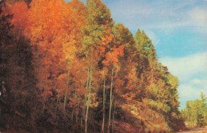 USA Aspen In Full Color Arizona Vintage Postcard 08.12