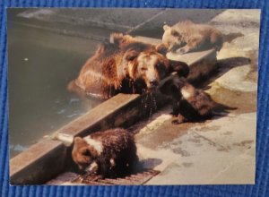 The Bern Bear Pit Park Schweiz Suisse Switzerland Postcard