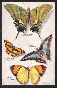 Butterflies On The Wing Perforated Lxias evippe A. L. West Artist Postcard