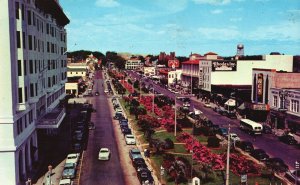 Vintage Postcard Pensacola's Lovely Parkway North Palafox St. Camelias Azaleas