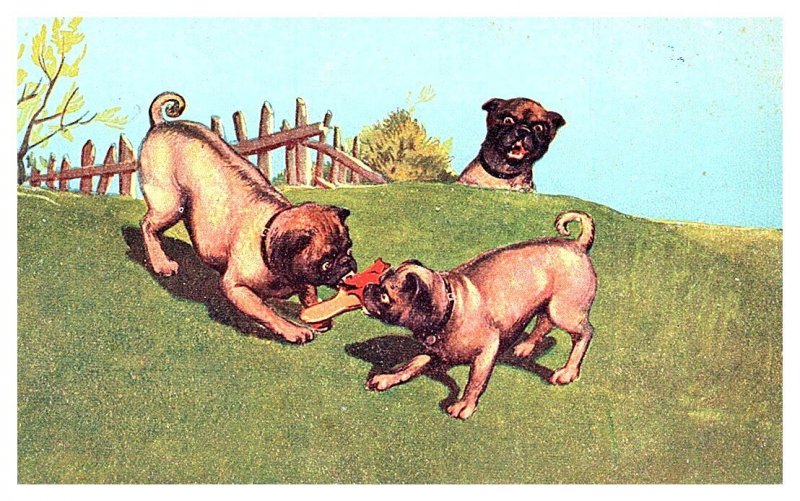 Dogs , Bulldogs