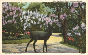 Vintage Postcard 1920's View in Lilacia Park Lombard Illinois ILL Iron-Deer