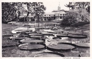 Bogor Indonesia Istana Gardens Real Photo Old Postcard