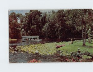 Postcard  A beautiful Florida Scene on Silver River, Silver Springs, Florida