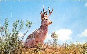 The Jackalope Colorado, USA Unused 