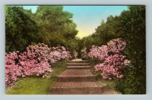 Charleston, SC-South Carolina Path In Axis Of Gardens Vintage Linen Postcard