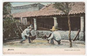 Cock Fight Fighting Mexico 1910c postcard