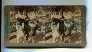 3101026 USA Jacksonville Florida ostrich Vintage STEREO PHOTO