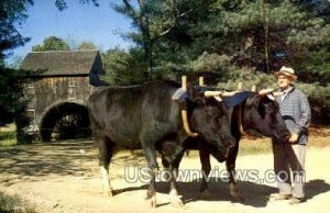 Holstein Oxen - Old Sturbridge Village, Massachusetts MA