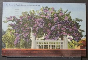 An Arbor of Purple Bougainvillea in Florida - 1951