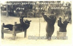 Bonita Springs, Fla, USA Bear Postcard
