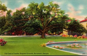 Georgia Savannah Old Oak In Candler Hospital Grounds