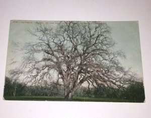 VINTAGE  POSTCARD UNUSED CAL. OAK TREE 105' HIGH 147' SPREAD23' CIRC  PENNY PC