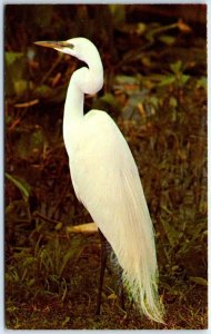 Postcard - The beautiful Snowy Egret - Florida