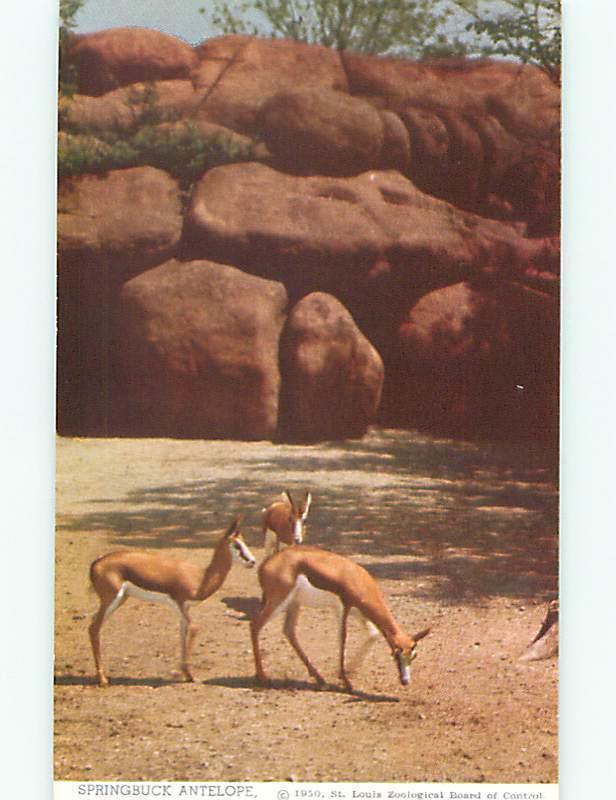 St Louis Zoological Gardens Zoo Animals 1950's Antelope Deer Postcard # 8454