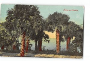 Florida FL Postcard 1907-1915 Palm Trees in Florida