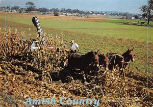 Amish Farmers Work The Fields With Team, Amish Country  