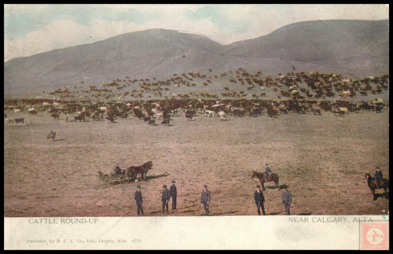 Catle Round-UP, Near Calgary, Alta, Canada