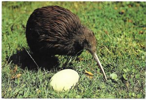 New Zealand. Kiwi and Egg.  Used with postage. Nice stamps.