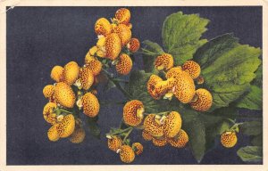 A687 Flowers Calceolaria pocketbook plant vintage postcard
