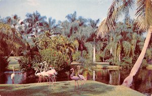 Sarasota Jungle Gardens Flamingos - Sarasota, Florida FL Postcard
