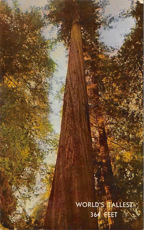 Founders Tree - Tallest Redwood Redwood Sequoia Trees 1961 