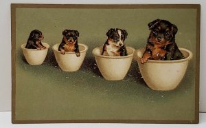 Adorable Puppies in Crocks Germany Postcard B8