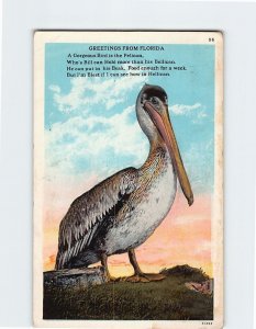 Postcard A Gorgeous Bird is the Pelican Greetings From Florida USA