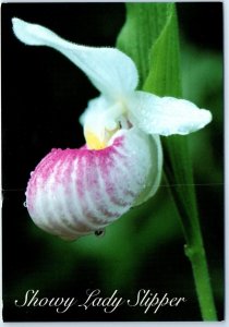 Show Lady Slipper (Cypripedium reginae) - Official State Flower Of Minnesota