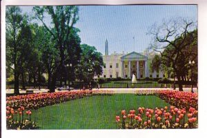 Tulips in Front of The White House, Fountain, Grounds, Washington DC, Used