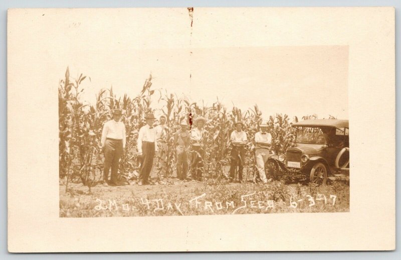 Corn Field~High as Elephants Eye: 2 Months from Seed~Car License Plate~1917 RPPC