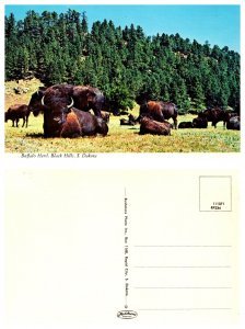 Buffalo Herd, Black Hill, South Dakota 8117