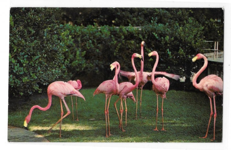 Florida Birds Pink Flamingos Courtesy Hialeah Race Course Photo Vintage Postcard