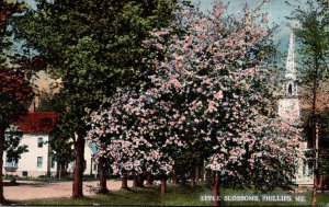 Maine Phillips Town Scene With Apple Blossoms Curteich
