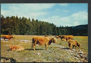 Scotland Postcard - Highland Castle at Invercauld, Deeside, Aberdeenshire RR3166