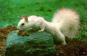 Squirrels Rare Albino Squirrel 1977
