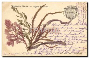 Old Postcard Fantasy Flowers dried natural seaweed