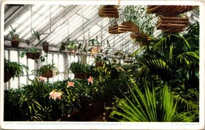 Mrs Roosevelts Orchid Collection White House Conservatories Antique Udb Postcard 
