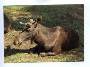 195570 Europe elk old postcard