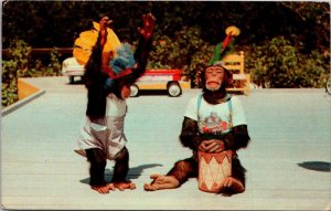 Florida Miami Monkey Jungle Indian Dance By Chimpanzees 1970