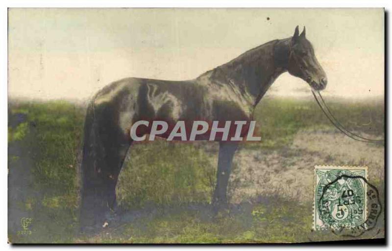 Vintage Postcard Horse Equestrian sports HorsemanshipÂ 