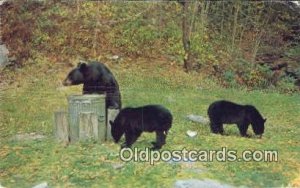 Blanchester, Ohio, USA Bear Postcard