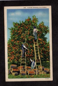 CA Picking Oranges Ladders Orange Trees Plantation California Postcard Linen PC