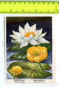 420839 GERMANY flowers Nymphaea alba Vintage Tobacco Card w/ ADVERTISING