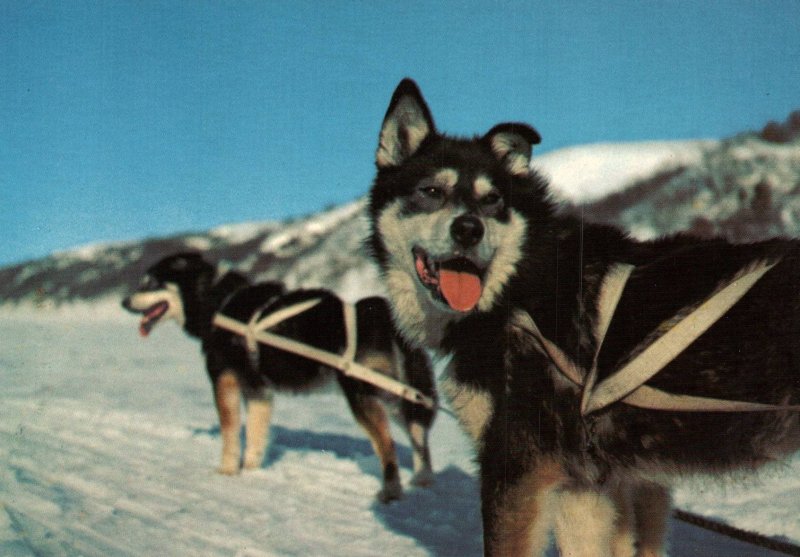 Dog Sled Team,AK