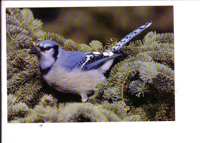 Blue Jay, North American Wildlife, Canada