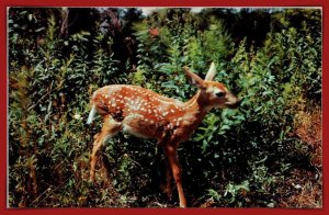 Deer - Such A Wee One - [MX-1154]