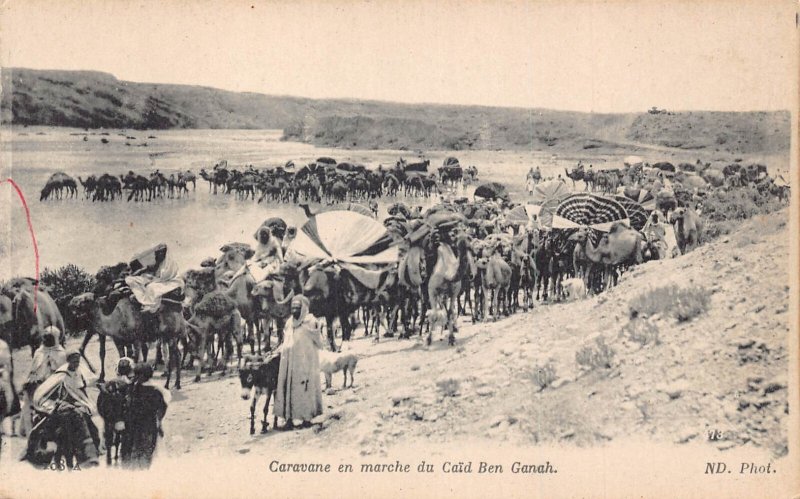 B019 Algeria Caravane en marche du Caid Ben Ganah Camels March vintage postcard